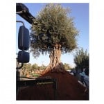 עצי זית עתיקים